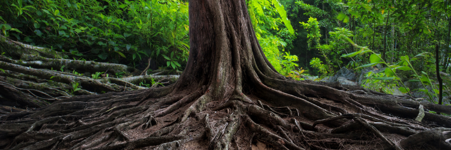 Getting to the Root Cause of Leadership Conflict
